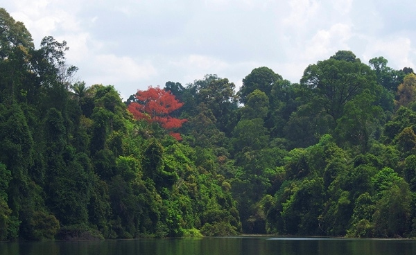 シンガポールの森林の写真