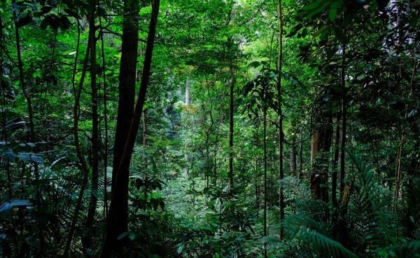 シンガポールの森林の写真