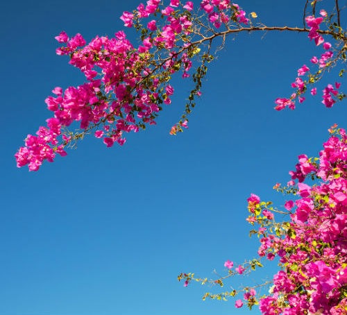 Bougainvillea