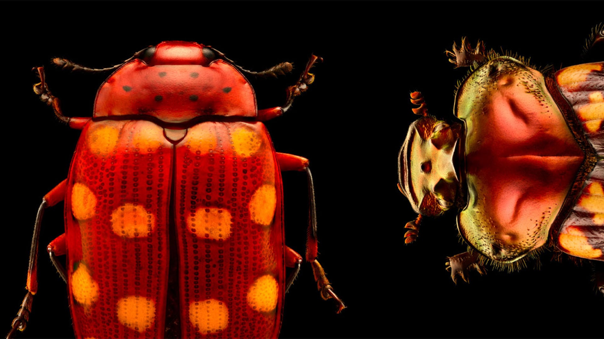 Insects: Microsculptures Magnified、今週末シンガポールでおすすめの新エキシビション