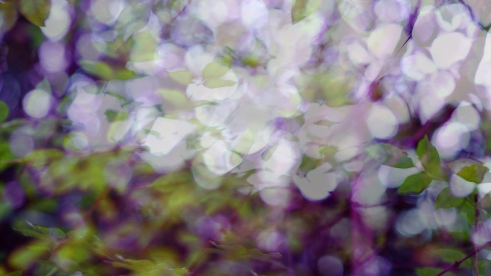 ArtScience Interlude: Sarah Abbott