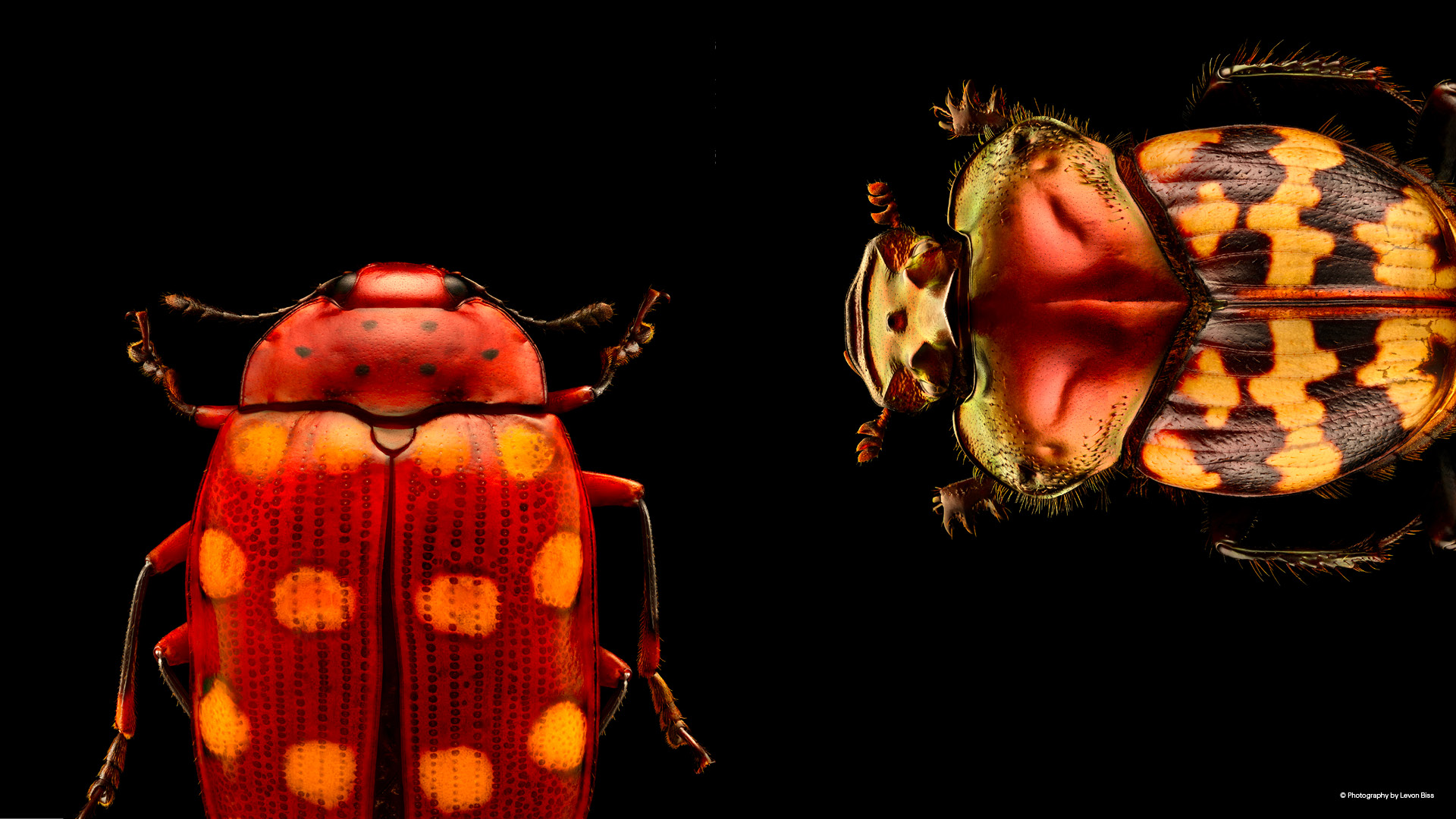 Insects: Microsculptures Magnified