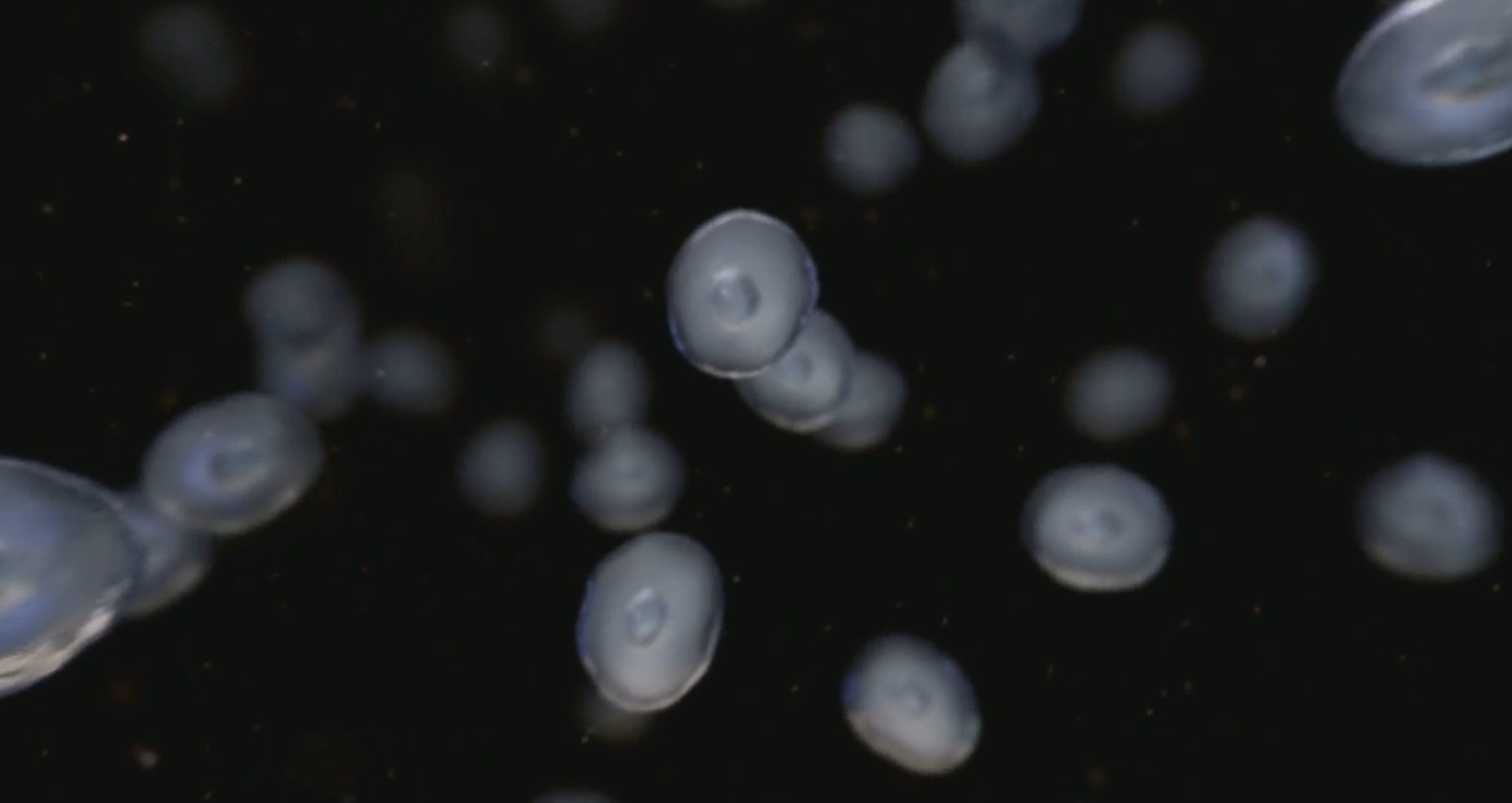 David Attenborough's First Life