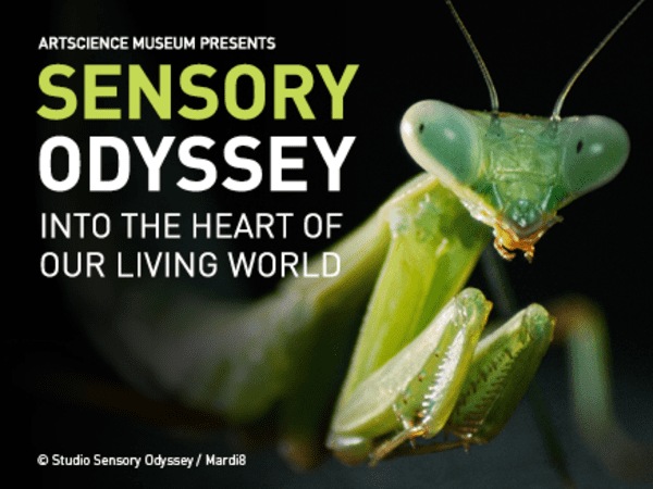 Explore the wonders of the natural world at new multi-sensory exhibition Sensory Odyssey
