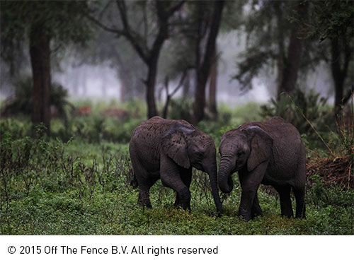 Africa’s Wild Kingdom Reborn