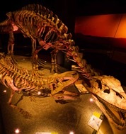 アートサイエンスミュージアムの「恐竜:出現から絶滅まで」展