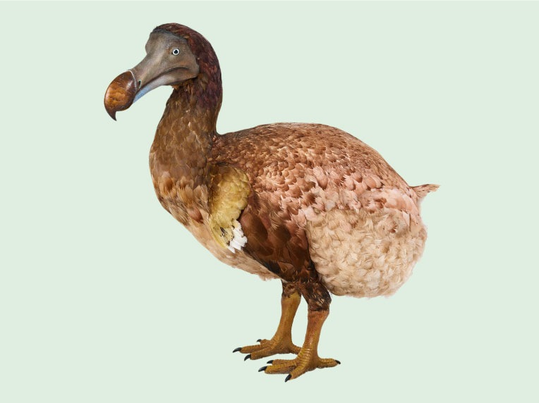 ドードー鳥の標本