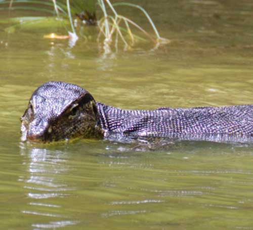 Monitor Lizard