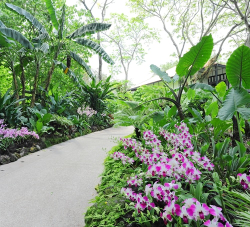 蘭 ラン シンガポールの国花 自然とアウトドア シンガポール観光ガイド