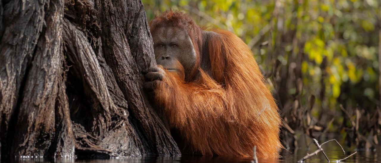 Orang utan hiding behind tree